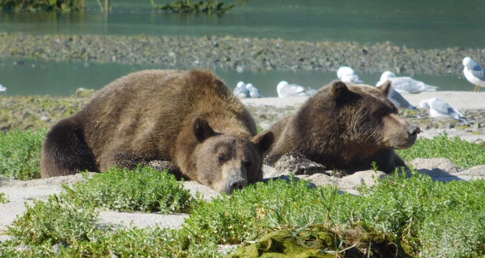 Two brown bears resting beside the shore