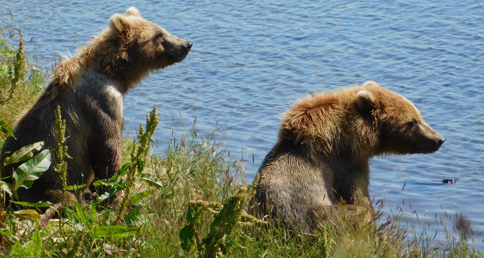 Two brown bears at the water’s edge