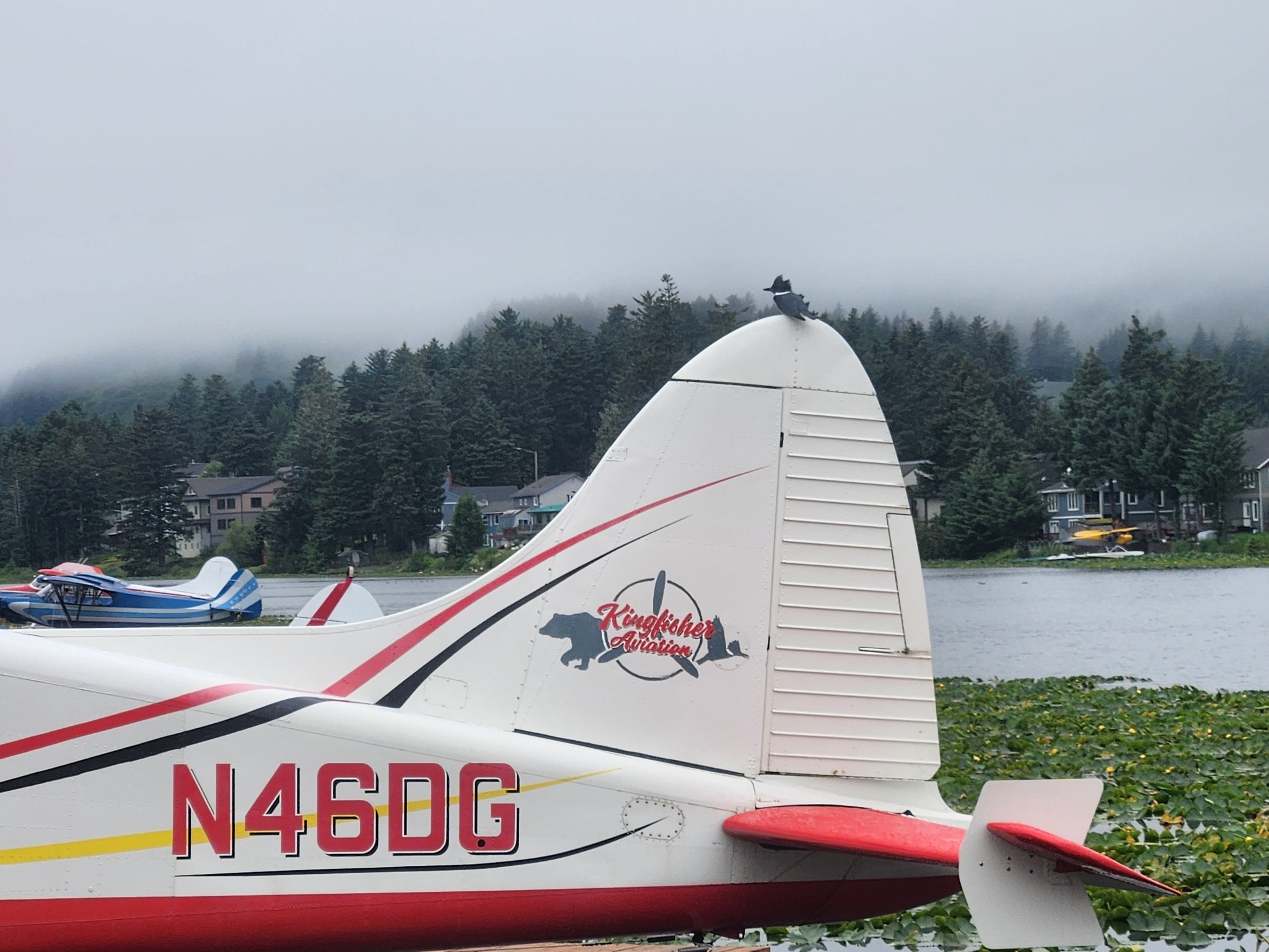 Kingfisher Aviation logo on the Beaver floatplane