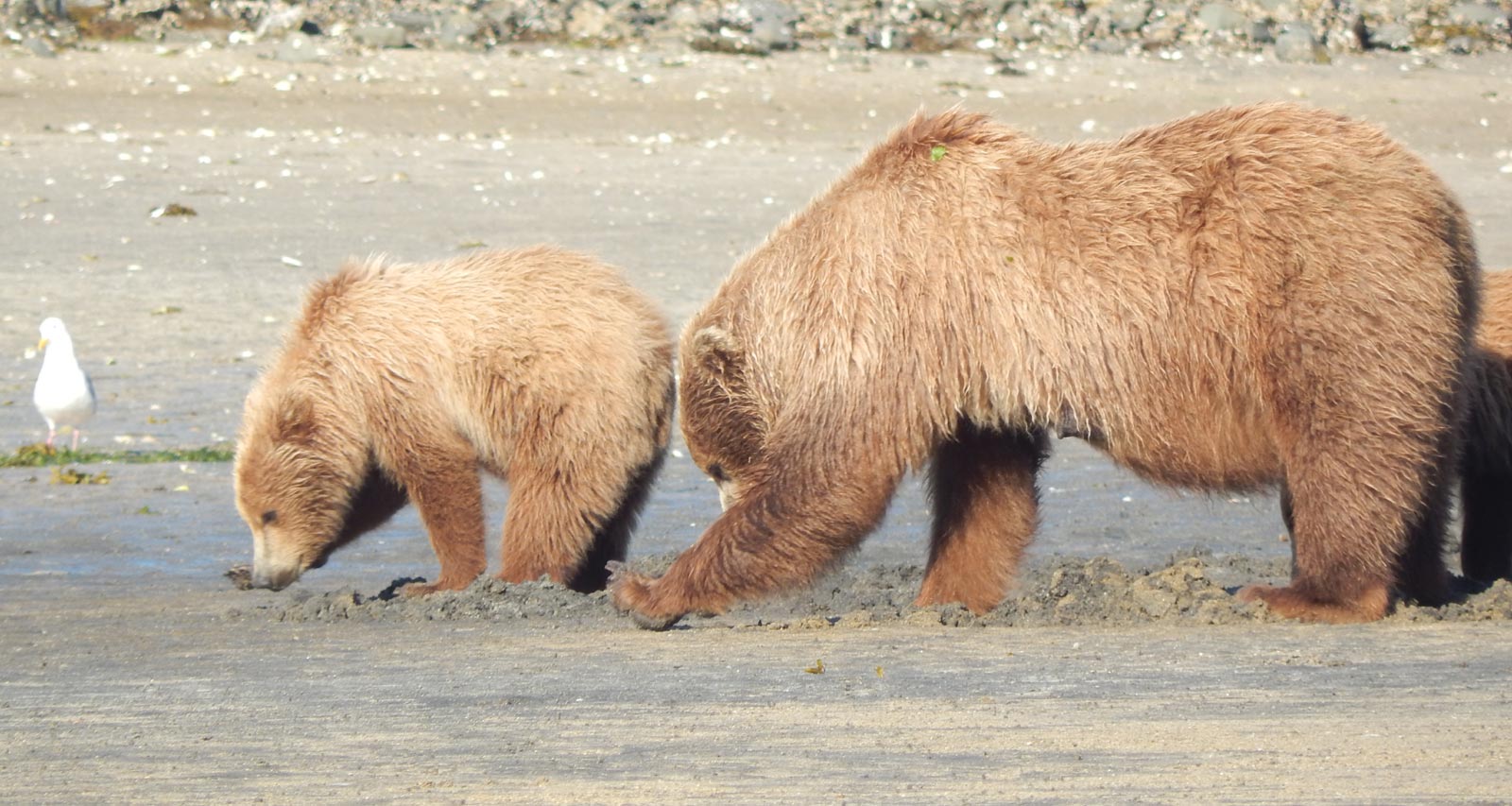 Coastal Brown Bears digging Clams - Sow and Cub